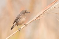 236 - CETTI WARBLER ON REEDS - RICH LEO - united kingdom <div